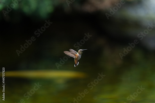 Hummingbird Kolibri
