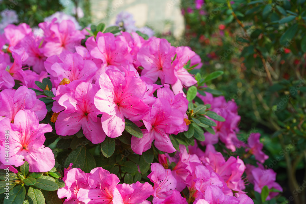 Blooming pink japan Azalea Ericaceae flowers, rhododendron flower macro, background. Evergreen decorative plant outdoor or in orangery in botanical garden. Gardeining, plant breeding Blooming pink japan Azalea Ericaceae flowers, rhododendron flower macro, background. Evergreen decorative plant outdoor or in orangery in botanical garden. Gardeining, plant breeding