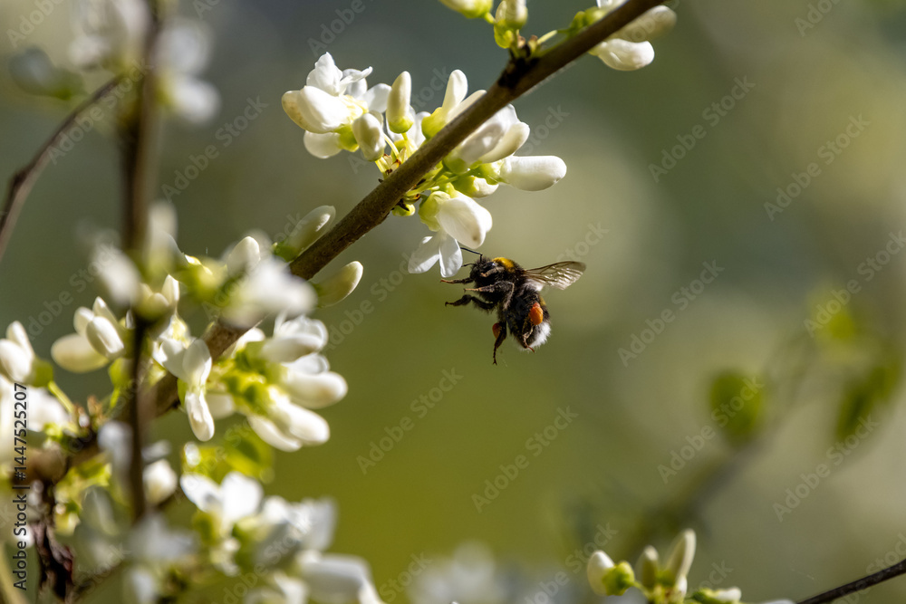 Eine Hummel bei der Suche nach Nektar im Frühling