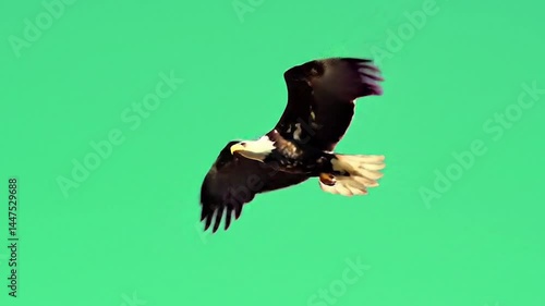 Eagle bird flying in green screen HD video. Low-angle shot of eagle in flight. Green background eagle wildlife footage.