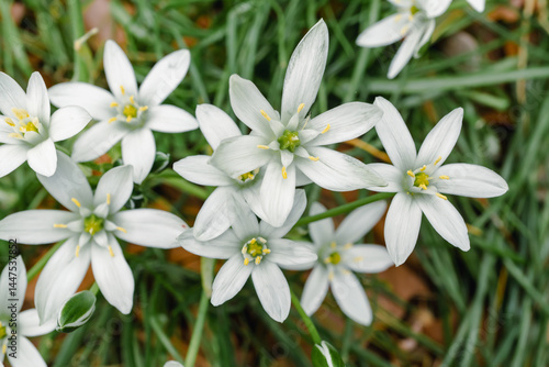 Star of Bethlehem in spring
