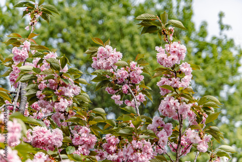 cherry blossom in spring
