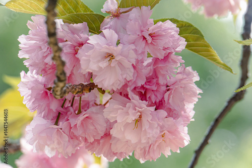 cherry blossom in spring