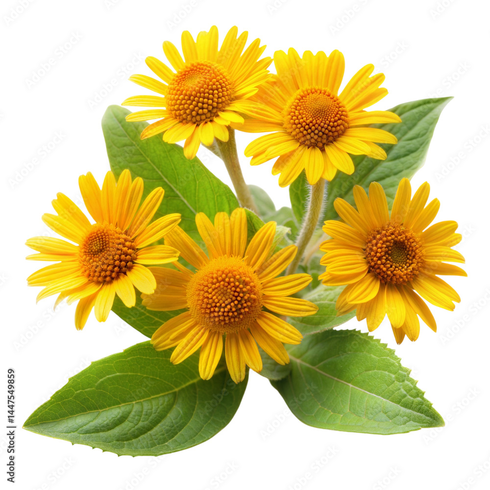 Obraz premium Arnica isolated on a background.
