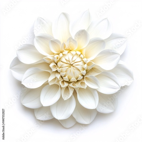 Wallpaper Mural elegant white floral composition on seamless bright white backdrop Torontodigital.ca