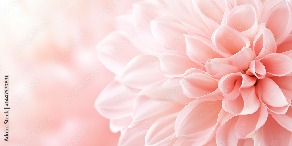 Close-up of soft pink dahlia flower with delicate petals Close-up of soft pink dahlia flower with delicate petals