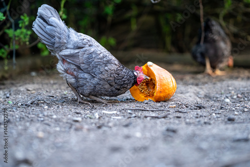 Eine graue Henne frisst einen Kürbis