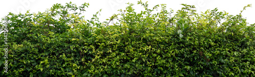 Canvas Print Dense Green Hedge Against Transparent Background