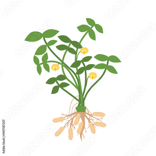 This is an illustration of a peanut plant, showing its leaves, yellow flowers, roots, and peanuts growing underground.