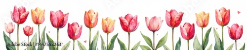 Wallpaper Mural Delicate watercolor tulips, white background Charming spring floral clipart , download, art Torontodigital.ca