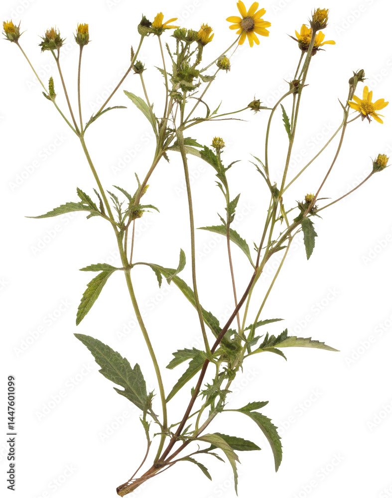Fototapeta premium Dried trifoliate marigold (Bidens tripartita) with faded yellow flowers, thin stem, brittle leaves, and visible roots, isolated on transparent background