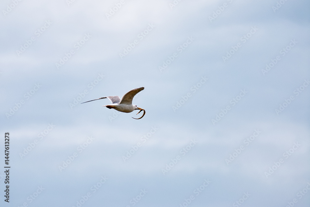 Obraz premium An elegant seagull soars through the open sky while grasping caught prey, showcasing its natural hunting skills and grace. The expansive blue background emphasizes freedom and the beauty of nature.