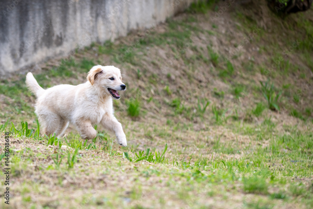 golden retriver 3 mesi golden retriver 3 mesi