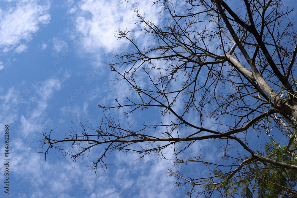 A branch of a tall tree against the blue sky. A branch of a tall tree against the blue sky.