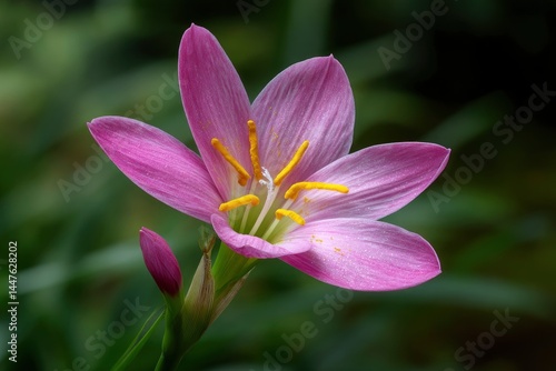 Pink Flower with Yellow Stamens