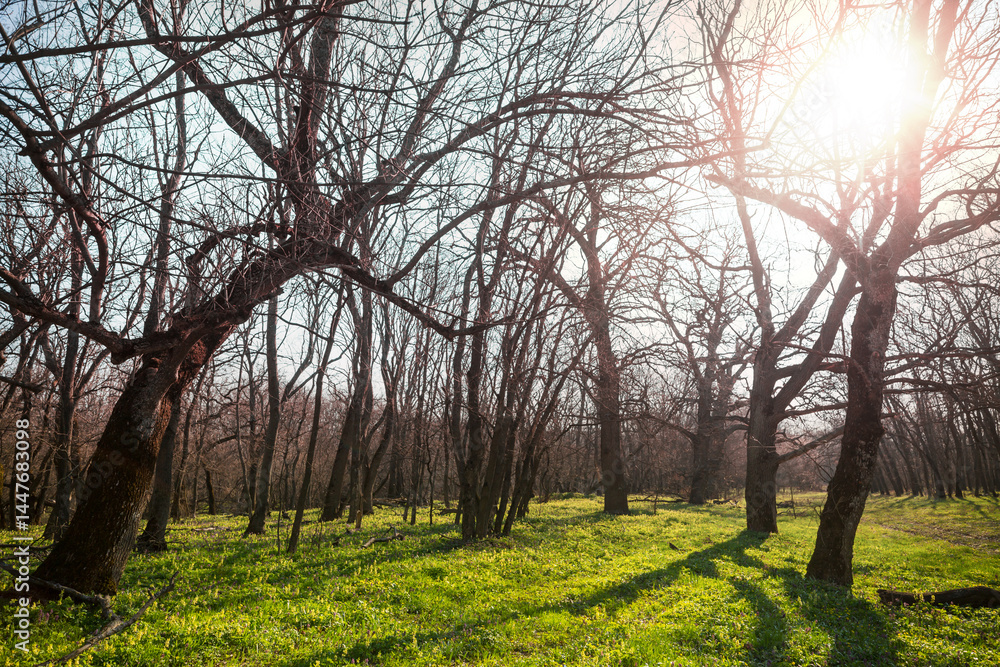 Fototapeta premium Spring forest