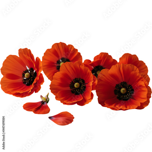 Wallpaper Mural Stunning Red Poppies: High-Resolution Flower Image Torontodigital.ca