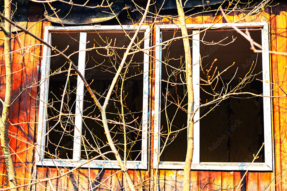 Weathered wooden building with two large windows, their glass missing, is partially obscured by bare, tangled branches. Sunlight casts shadows through branches, highlighting rustic, aged wood texture