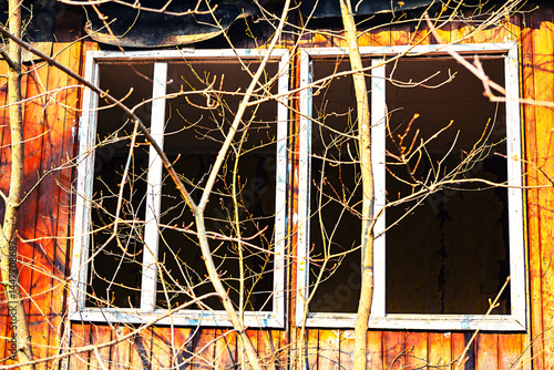 Obraz na płótnie Weathered wooden building with two large windows, their glass missing, is partially obscured by bare, tangled branches. Sunlight casts shadows through branches, highlighting rustic, aged wood texture w salonie