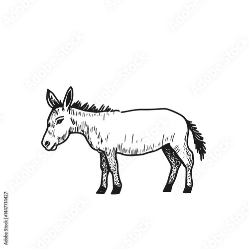 Monochrome vector illustration of a donkey showcasing rustic charm and detailed line work. Perfect for nature-themed designs, educational materials, and farm-related projects.
