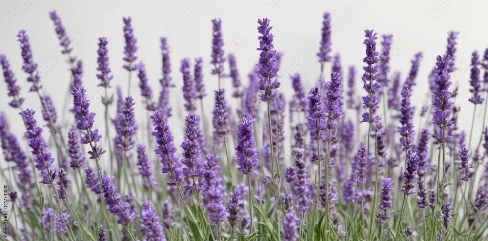 Naklejka premium A profusion of fragrant lavender blooms isolated on white , aromatic, plant, botanical