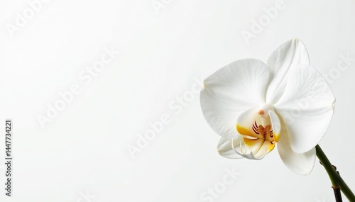 Delicate white orchid blossom against pure white backdrop, closeup, orchid, studio shot