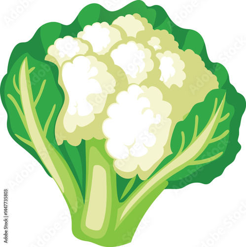 cauliflower vector illustration