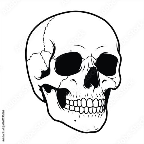 A detailed black and white illustration of a human skull viewed from a front angle.