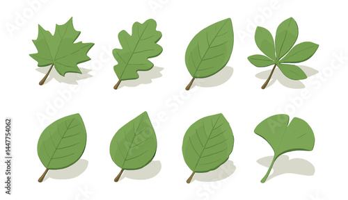 Isometric leaf collection icons set – maple, oak, birch, chestnut, elm, gingko