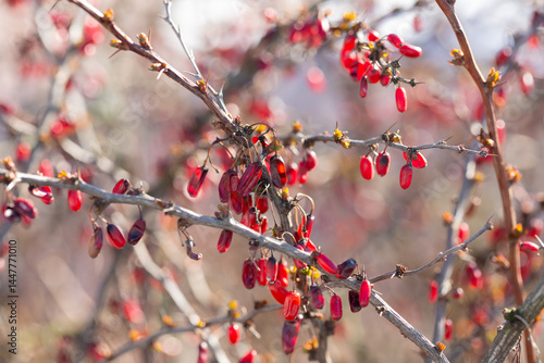 Canvas Print Close-up of the red berries of Berberis vulgaris in the middle of winter