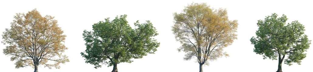 Set of 2 summer Quercus michauxii and 2 autumn Quercus phellos isolated png in sunny daylight on a transparent background perfectly cutout	
