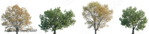 Fotografía Set of 2 summer Quercus michauxii and 2 autumn Quercus phellos isolated png in s