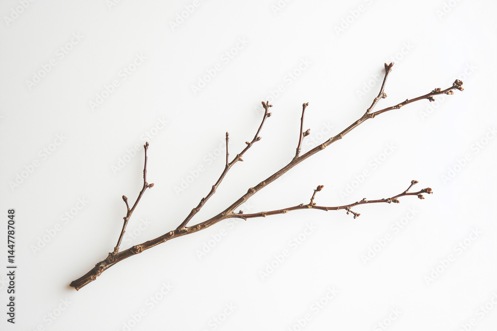 Fototapeta premium dry branches isolated with organic texture on white background