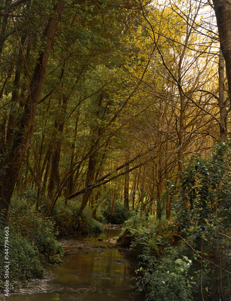 Obraz premium Peaceful creek in golden forest