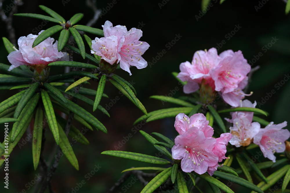 Obraz premium 花木の女王