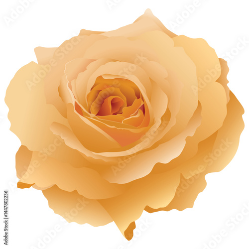 Honey Perfume Rose flower isolated on white background graphic illustration.