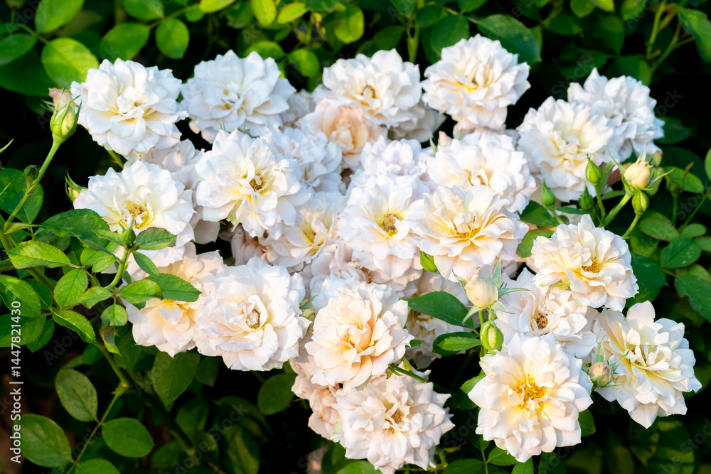 Cluster of blooming white roses with soft yellow centers in natural sunlight, surrounded by green foliage. Perfect for themes of purity, romance, garden, and elegance Cluster of blooming white roses with soft yellow centers in natural sunlight, surrounded by green foliage. Perfect for themes of purity, romance, garden, and elegance