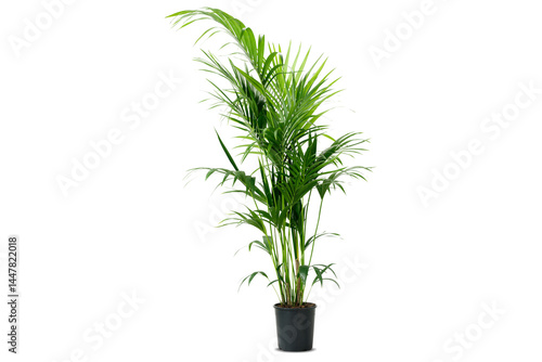 Howea forsteriana Ravenea Areca palm Houseplant, potted plants, green leafed plant, grass, plant Stem png