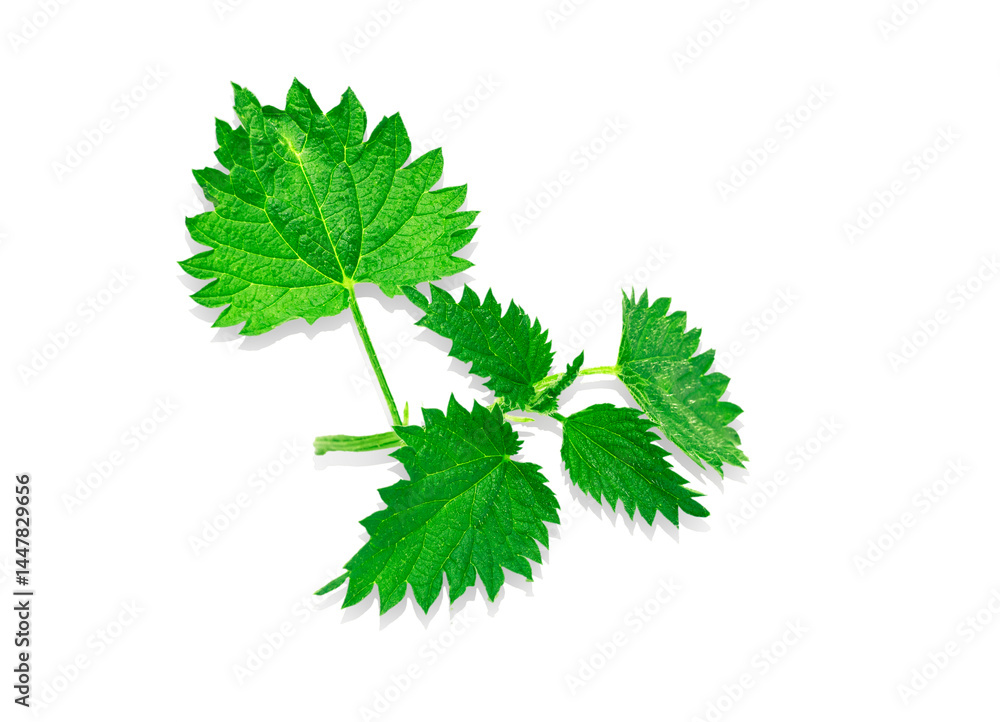 Nettle branch isolated on white background, clipping path, full depth of field