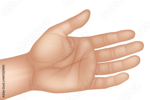 Human Hand Palm Anatomy – Realistic Medical or Educational Illustration. Open Hand Palm View with Anatomical Skin Details
