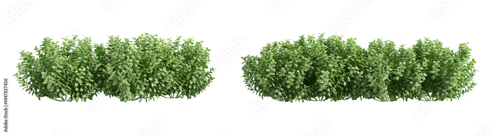 Obraz premium green tree plant isolated on white background