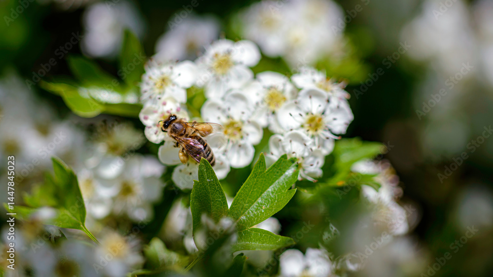 bee on a flower bee on a flower