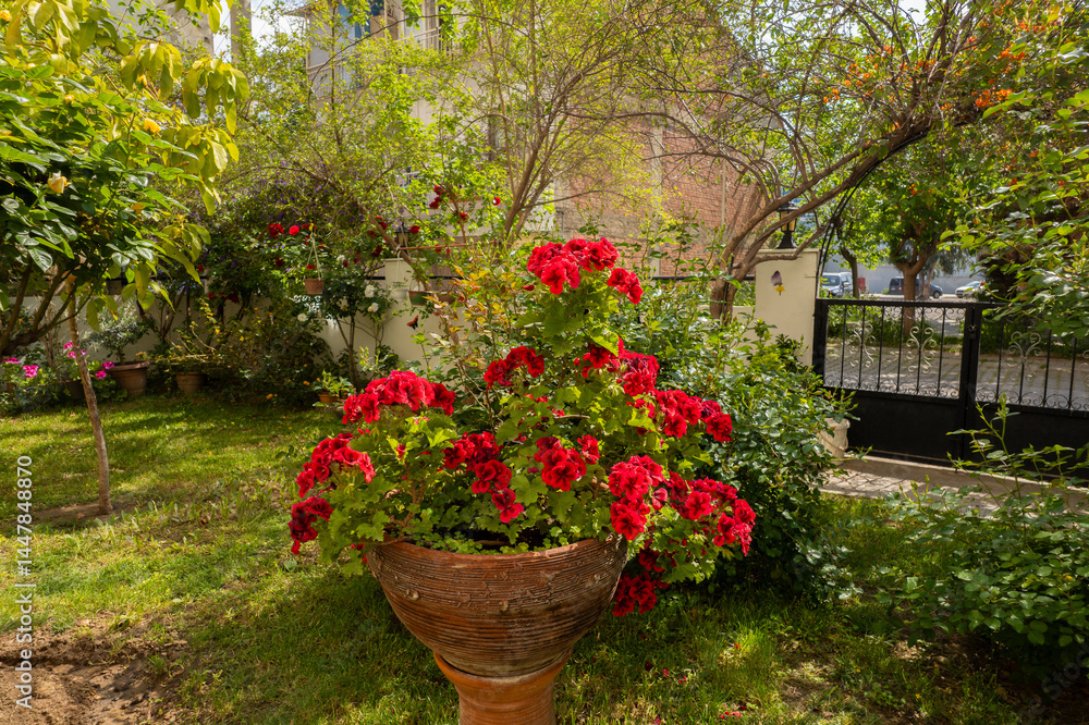 Pelargonium or