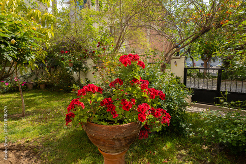 Obraz na płótnie Pelargonium or