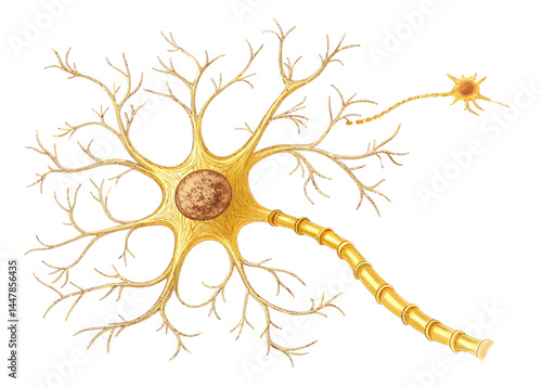 Illustration of a neuron cell with dendrites axon and cell body against a white background