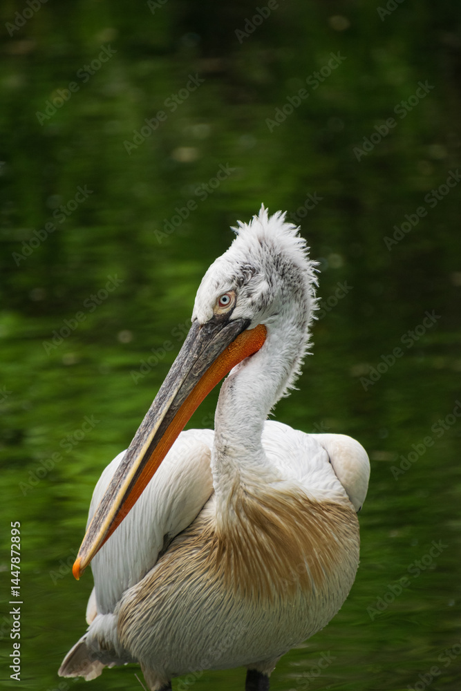 Portrait of a Dalmatian pelican Portrait of a Dalmatian pelican