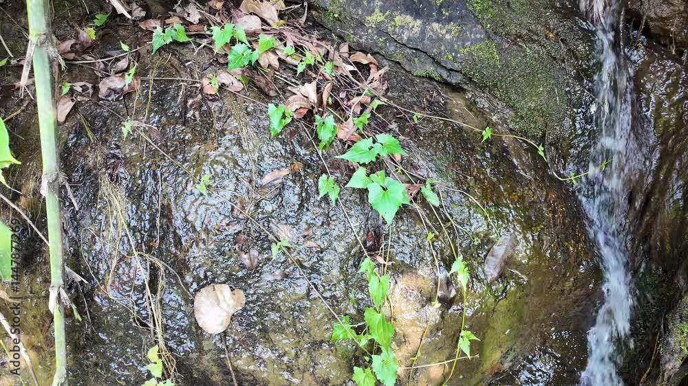 Stream among rocks in the jungle Stream among rocks in the jungle