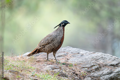 The bird and owl photo can be printed as wallpaper