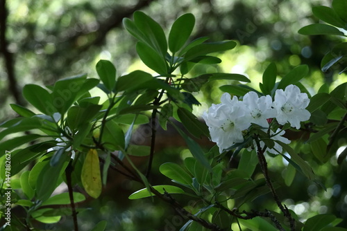 Wallpaper Mural 花木の女王 Torontodigital.ca