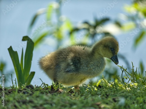 bébé oie